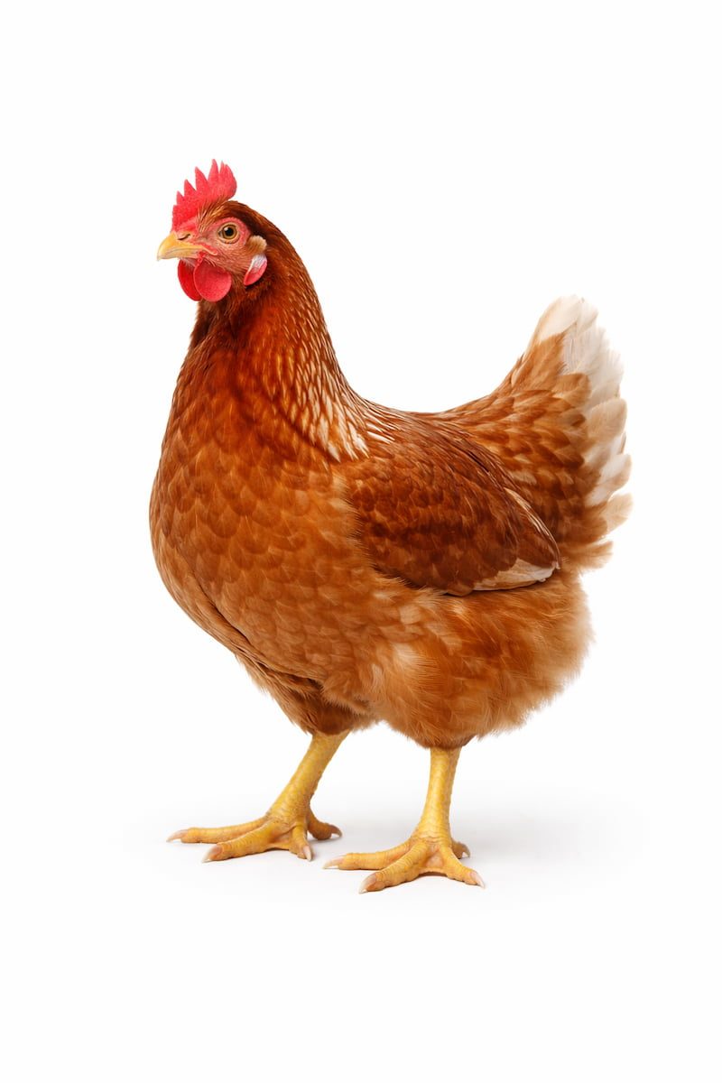 Noiler chicks — mature